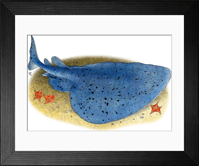 Framed Print : Torpedo Ray Framed Print : Torpedo Ray
