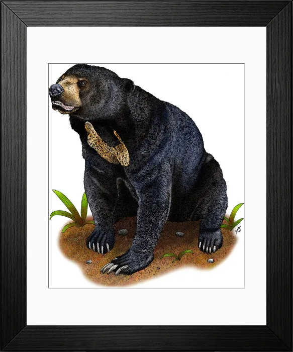 Framed Print : Sun Bear. Illustration of a Sun Bear (Helarctos malayanus) Framed Print : Sun Bear. Illustration of a Sun Bear (Helarctos malayanus)