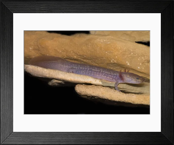 Framed Print : West Virginia Spring Salamander
