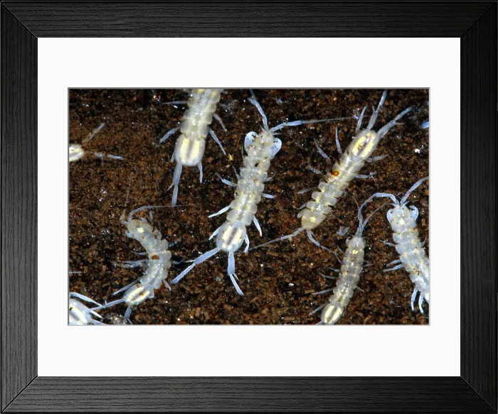 Framed Print : Cave Isopods Framed Print : Cave Isopods