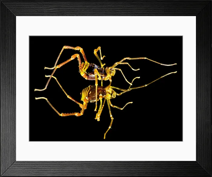 Framed Print : Colorful Harvestman Framed Print : Colorful Harvestman