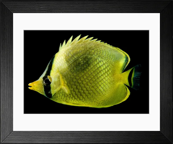 Framed Print : Latticed Butterflyfish
