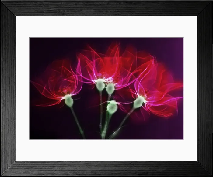 Framed Print : X-ray of Roses Framed Print : X-ray of Roses