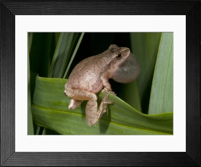 Framed Print : Spring Peeper, Hyla Crucifer, Mating Call