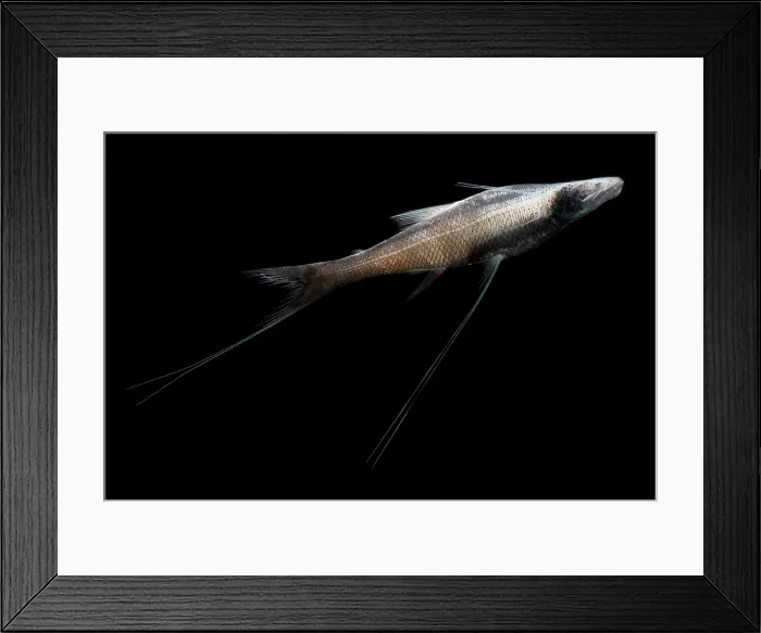 Framed Print : Tripod Fish Framed Print : Tripod Fish