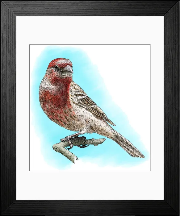 Framed Print : House Finch