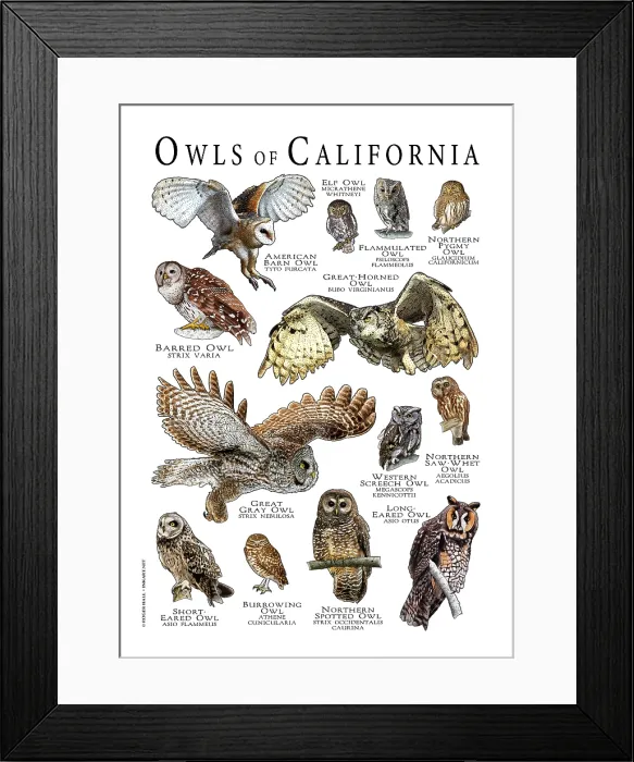 Framed Print : Owls of California Framed Print : Owls of California