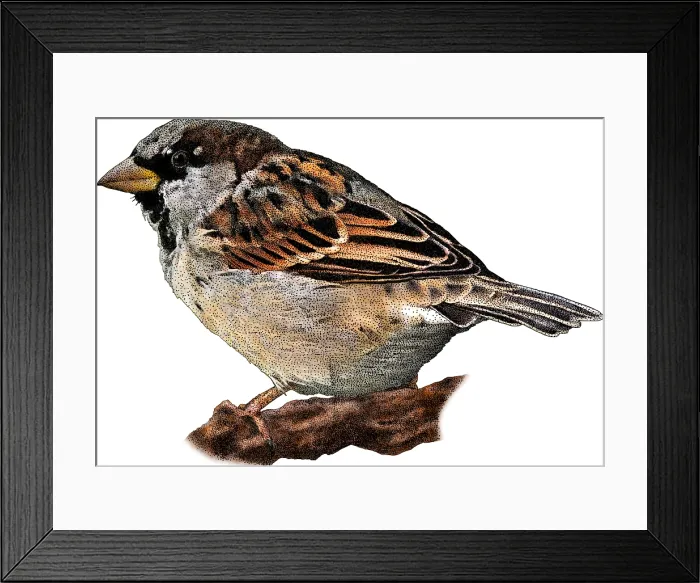 Framed Print : House Sparrow, Illustration Framed Print : House Sparrow, Illustration