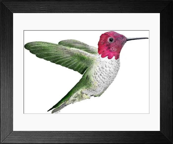 Framed Print : Anna's Hummingbird Framed Print : Anna's Hummingbird