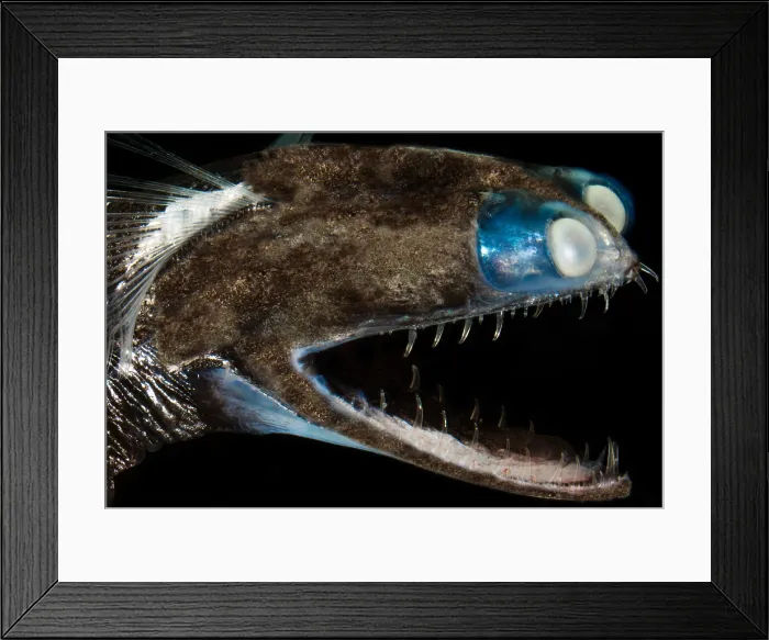 Framed Print : Telescopefish (Gigantura sp.)