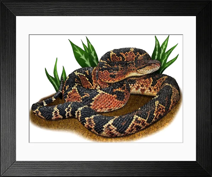 Framed Print : South American Bushmaster, Illustration Framed Print : South American Bushmaster, Illustration