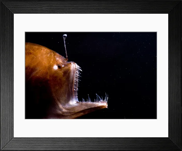 Framed Print : Deep Sea Angler Framed Print : Deep Sea Angler