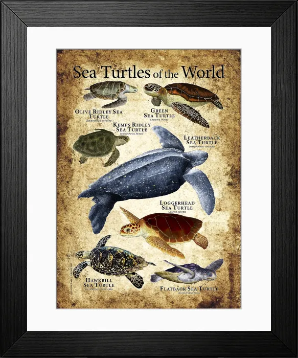 Framed Print : Sea Turtles of the World