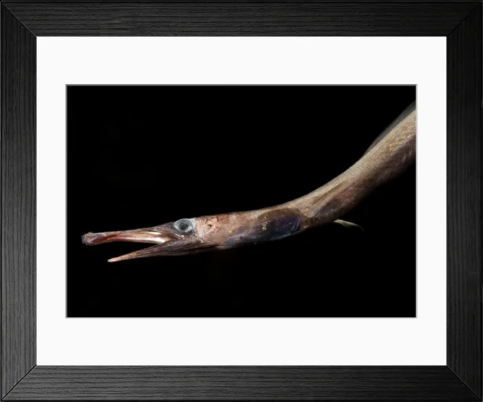 Framed Print : Duckbill Oceanic Eel (Nessorhamphus ingolfianus) Framed Print : Duckbill Oceanic Eel (Nessorhamphus ingolfianus)