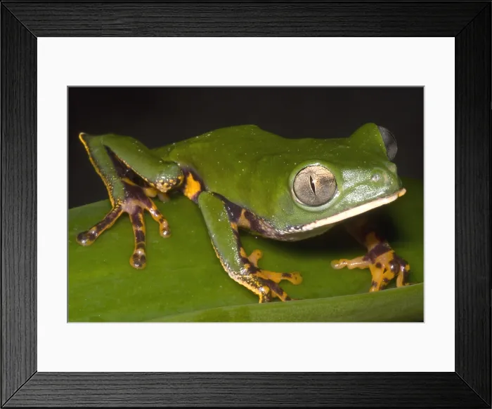 Framed Print : Tiger Stripe Monkey Frog Framed Print : Tiger Stripe Monkey Frog