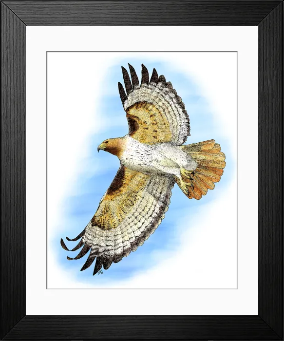 Framed Print : Red-tailed Hawk