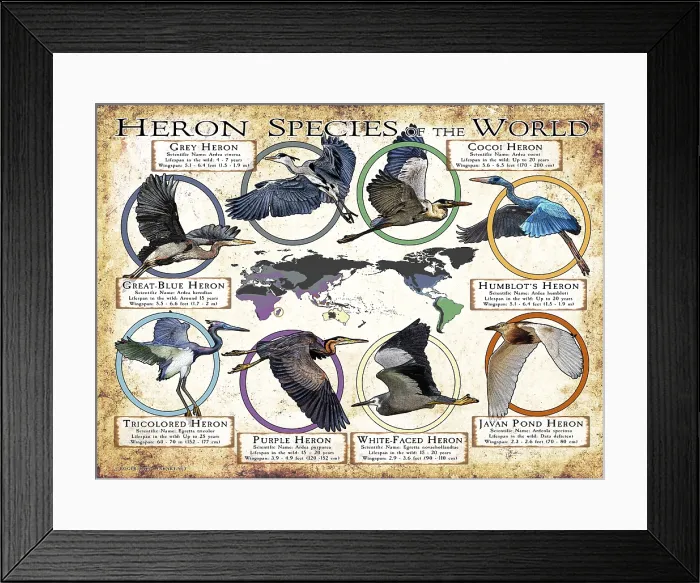Framed Print : Heron Species of the World Framed Print : Heron Species of the World