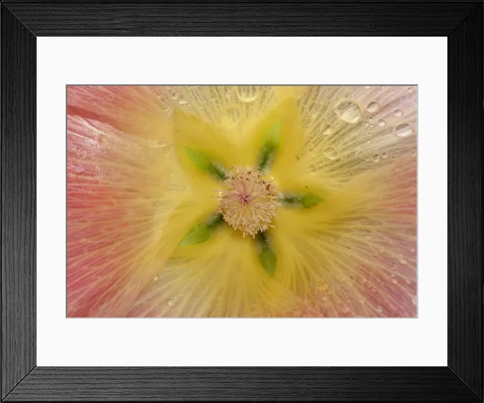 Framed Print : Mallow flower Framed Print : Mallow flower
