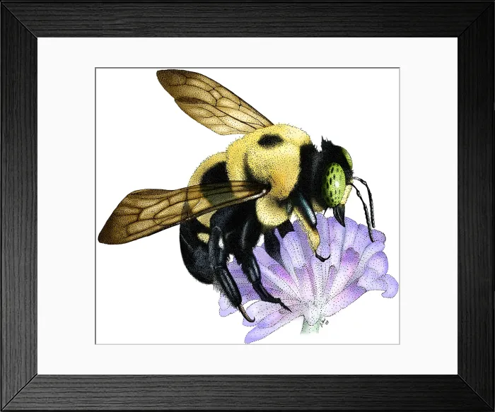 Framed Print : Common Eastern Bumble Bee