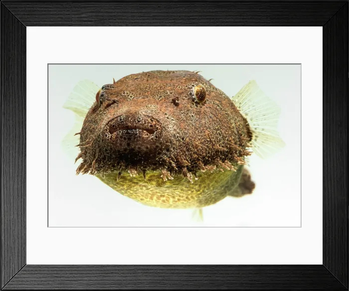 Framed Print : Hairy Pufferfish (Tetraodon baileyi) Framed Print : Hairy Pufferfish (Tetraodon baileyi)