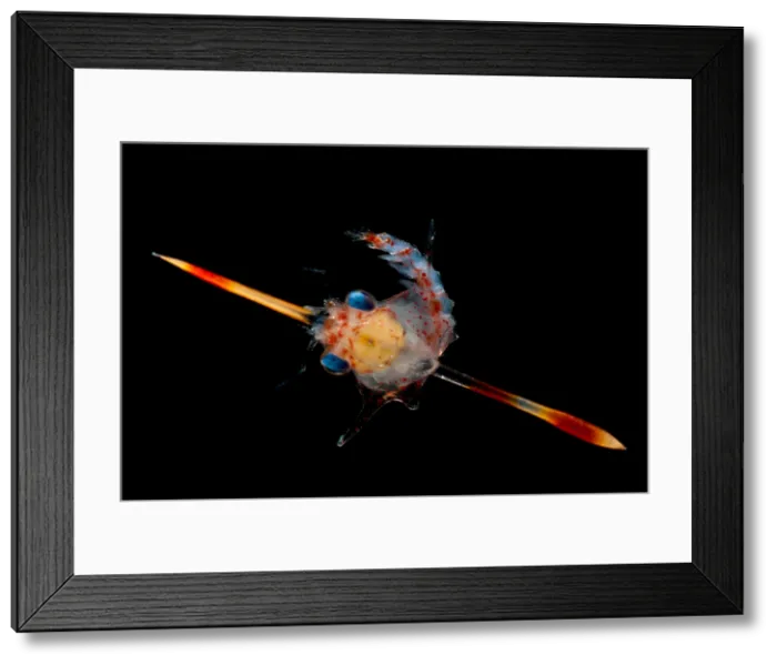 Framed Print : Crab Zoea. The zooplankton community in the surface waters of the ocean contain larvae Framed Print : Crab Zoea. The zooplankton community in the surface waters of the ocean contain larvae