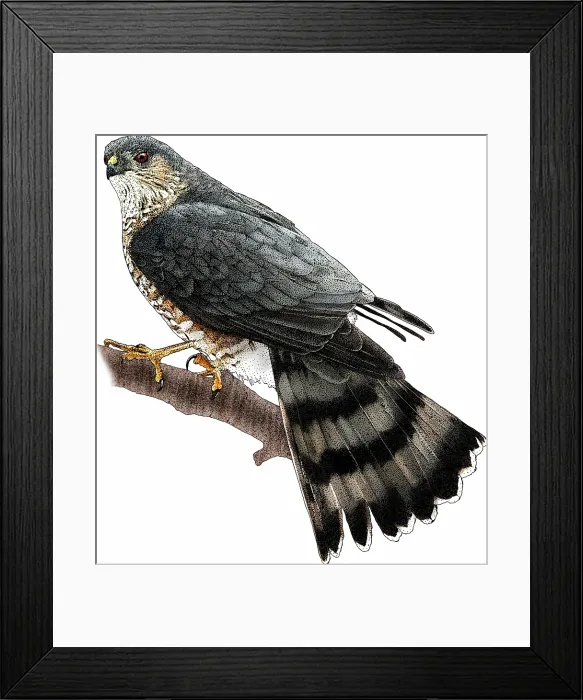 Framed Print : Sharp-shinned Hawk Framed Print : Sharp-shinned Hawk
