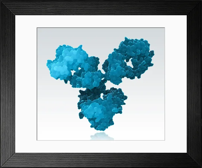 Framed Print : Immunoglobulin G antibody Framed Print : Immunoglobulin G antibody