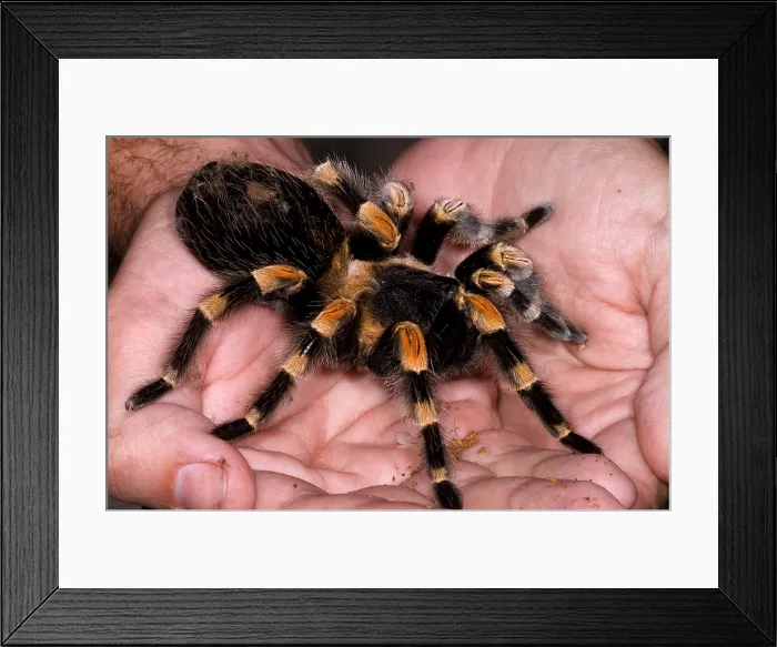 Framed Print : Mexican Red-Legged Tarantula