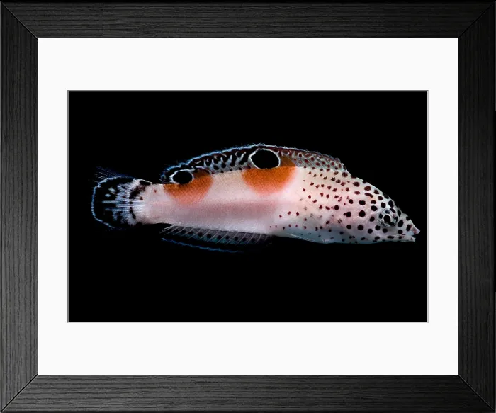 Framed Print : Twin Spot Wrasse Framed Print : Twin Spot Wrasse