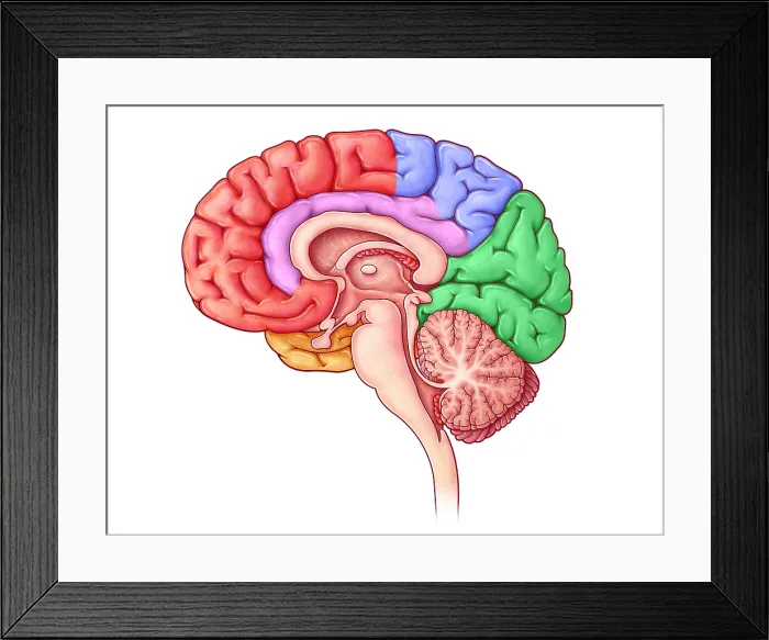 Framed Print : Lobes of the Brain, Sagittal View Framed Print : Lobes of the Brain, Sagittal View