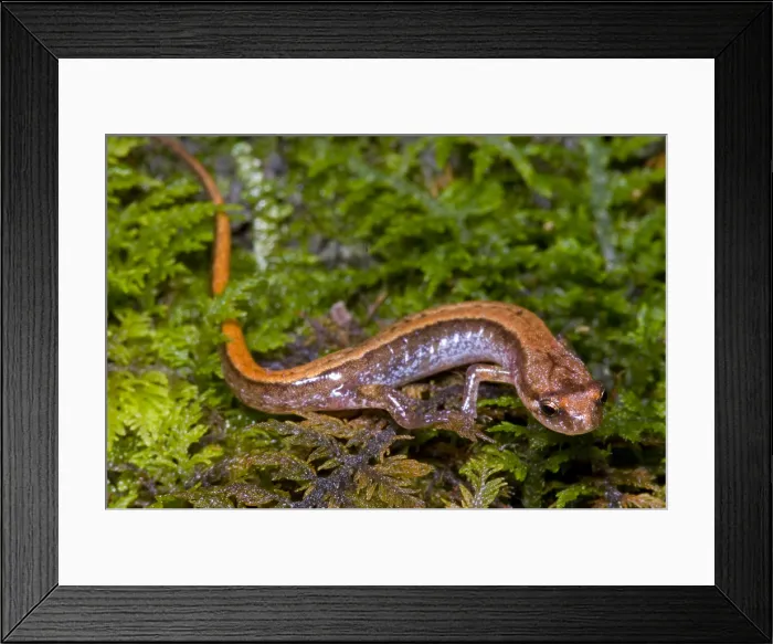 Framed Print : Seepage Salamander Framed Print : Seepage Salamander