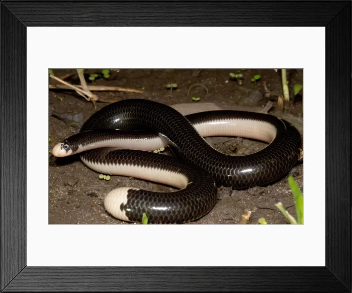 Framed Print : Reticulate Worm Snake Framed Print : Reticulate Worm Snake
