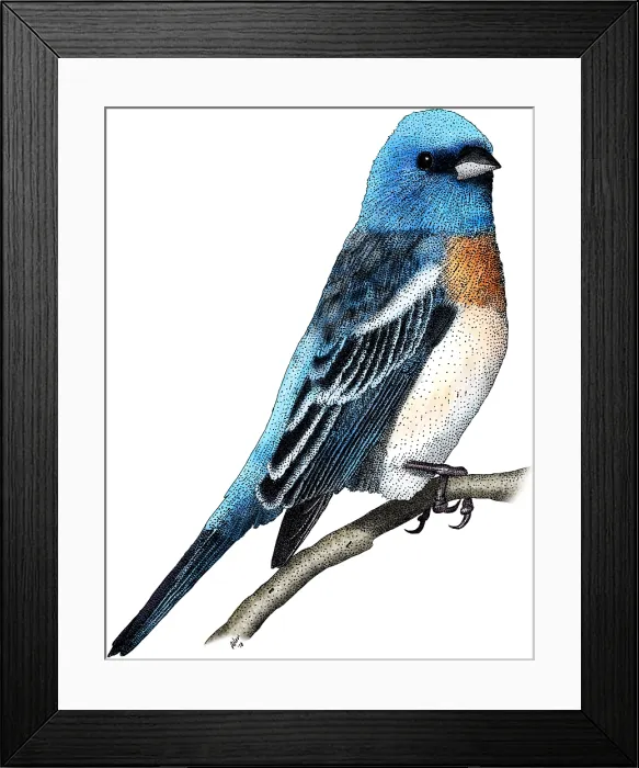Framed Print : Lazuli Bunting