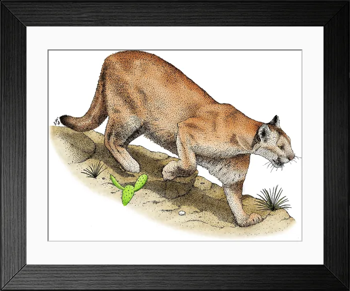Framed Print : Mountain Lion Framed Print : Mountain Lion