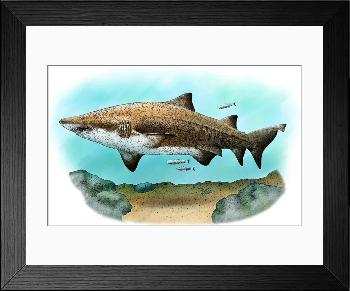 Framed Print : Sand Tiger Shark