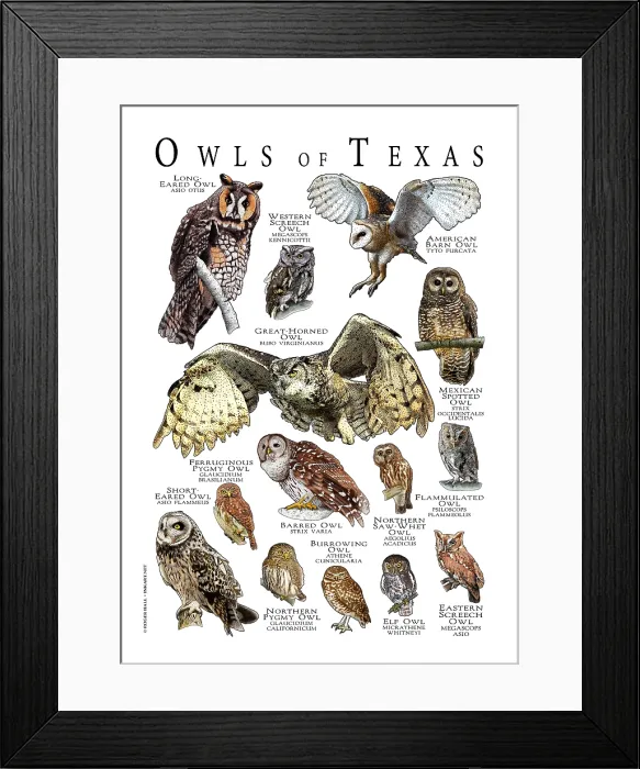Framed Print : Owls of Texas Framed Print : Owls of Texas
