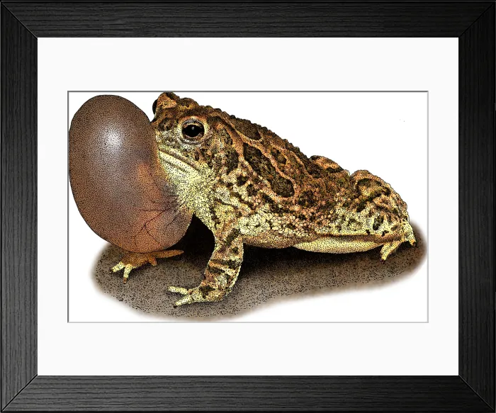Framed Print : Great Plains Toad, Illustration