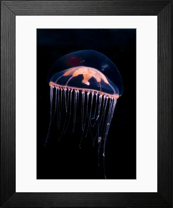 Framed Print : Jellyfish. This deeper water jellyfish, Ptychogena, feeds on copepods Framed Print : Jellyfish. This deeper water jellyfish, Ptychogena, feeds on copepods