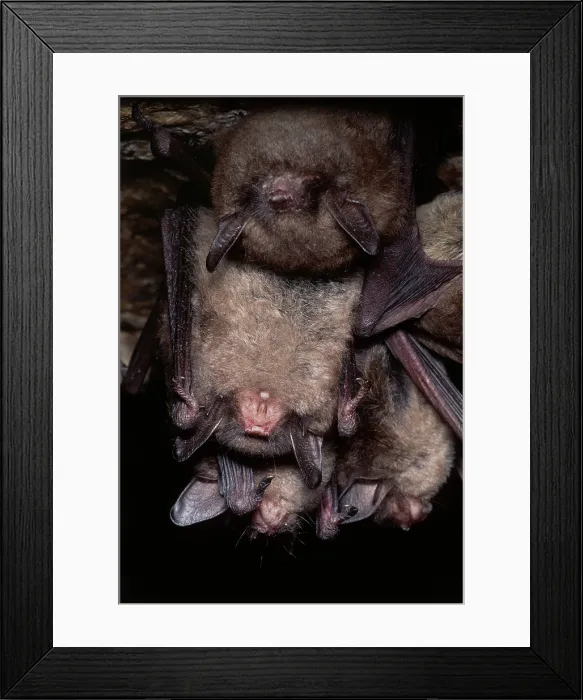 Framed Print : Gray Bats (Myotis grisescens). Bone Cave, Independence County, Arkansas Framed Print : Gray Bats (Myotis grisescens). Bone Cave, Independence County, Arkansas