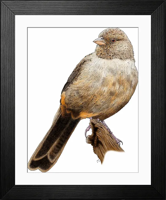 Framed Print : California towhee Framed Print : California towhee