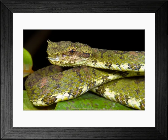 Framed Print : Eyelash Viper Framed Print : Eyelash Viper