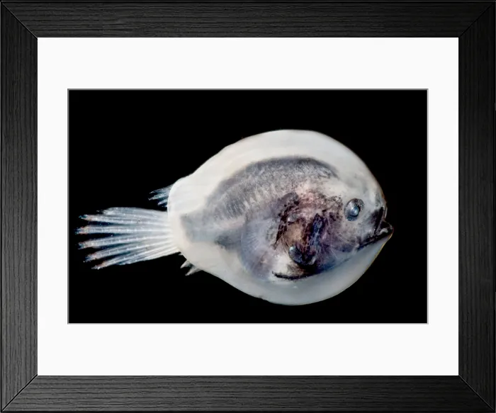 Framed Print : Larval female anglerfish, Oneirodidae