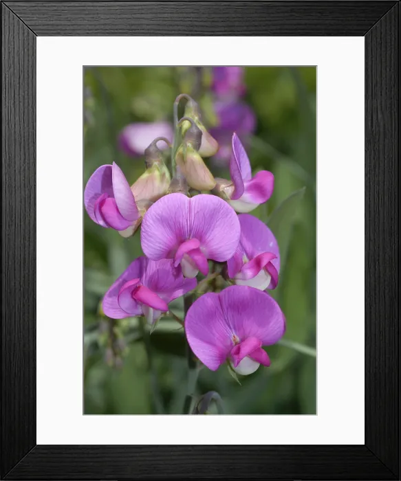 Framed Print : Everlasting Pea Framed Print : Everlasting Pea