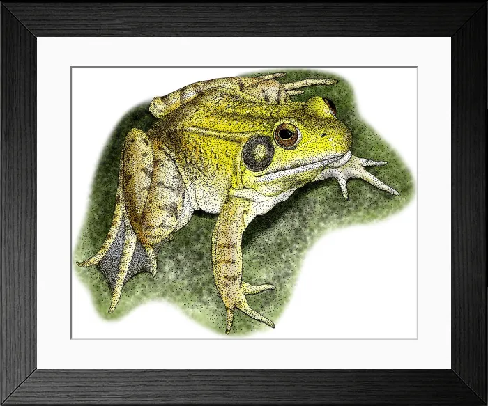 Framed Print : Green Frog Framed Print : Green Frog