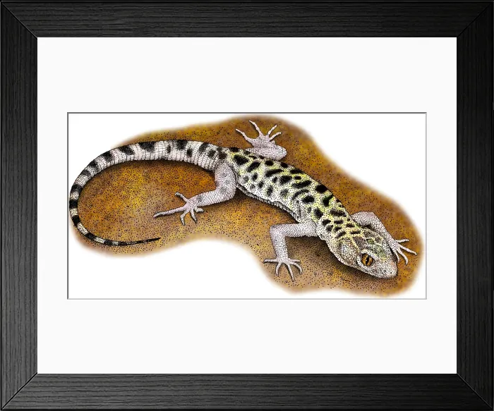 Framed Print : Granite Night Lizard Framed Print : Granite Night Lizard