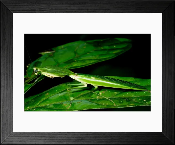 Framed Print : Shield Mantis Framed Print : Shield Mantis