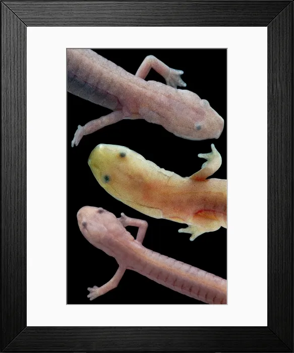 Framed Print : Grotto Salamander, Eurycea spelaea Framed Print : Grotto Salamander, Eurycea spelaea