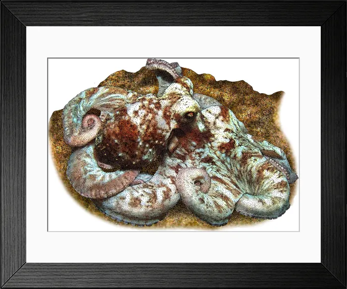 Framed Print : Caribbean reef octopus Framed Print : Caribbean reef octopus
