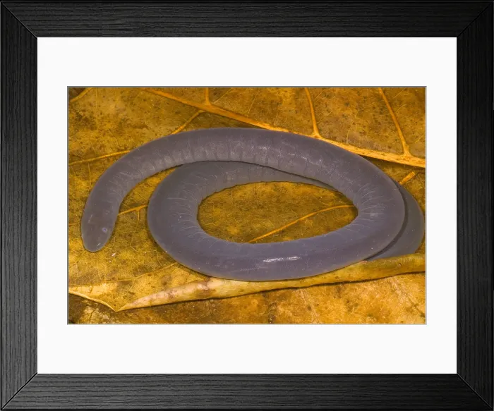 Framed Print : Rio Cauca Caecilian Framed Print : Rio Cauca Caecilian