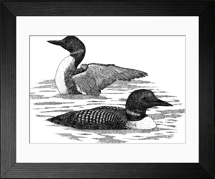 Framed Print : Common Loons Framed Print : Common Loons